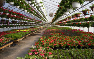 RWANDA: FORTE CROISSANCE DES EXPORTATIONS DE FLEURS A LA VEILLE DE LA SAINT VALENTIN